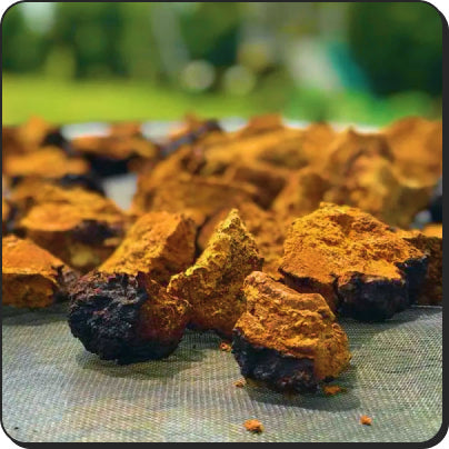 Chaga Mushroom: Nature's Immune Booster